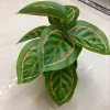 Nine red peacock leaves Specification image